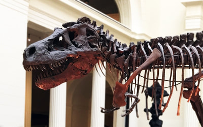 "" [...] the largest, best-preserved, and most complete Tyrannosaurus rex ever found." - Field Museum of Natural History", by Dr. Elite